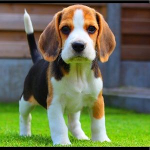 Meet your Posher, Robert